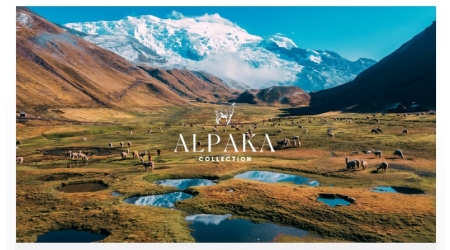 Alpaki z Peru