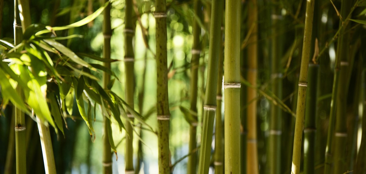 Tekstylia z bambusu